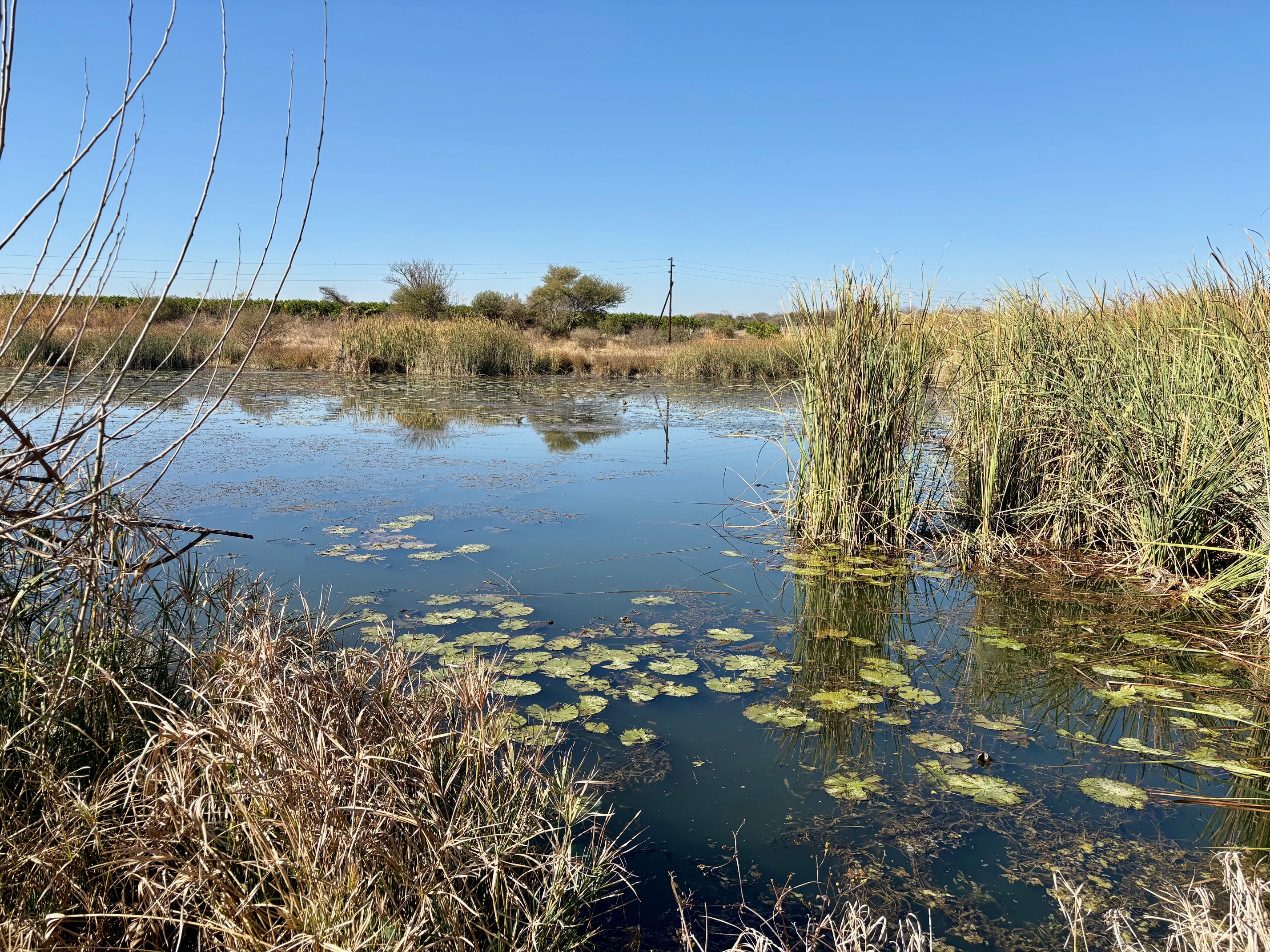 Wetland